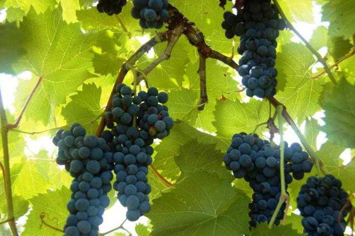 Сорта винограда для подмосковья