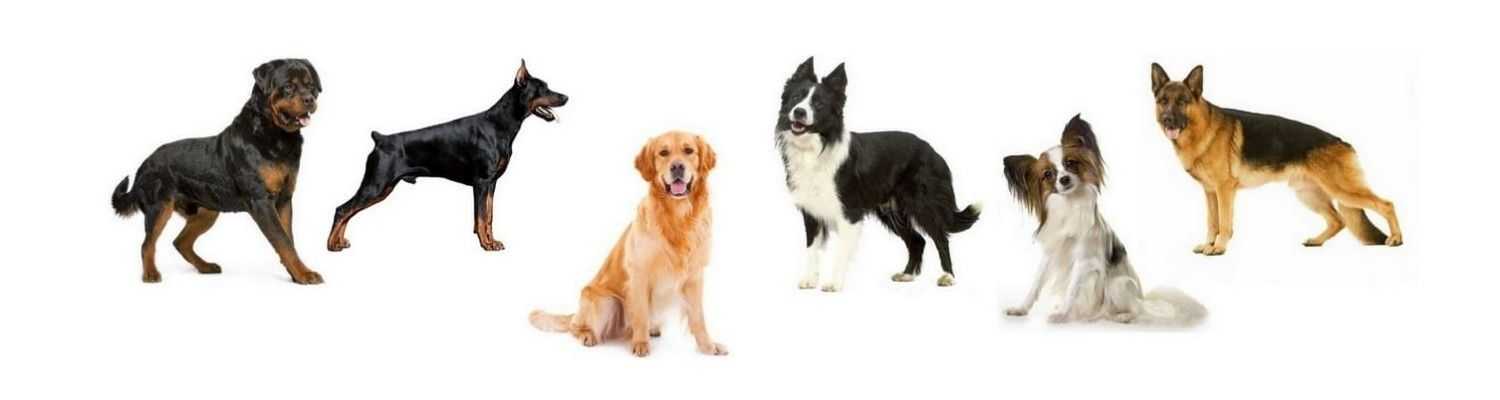 Рейтинг 10 самых умных пород собак по классификации Корена. Особенности и описание каждой породы.