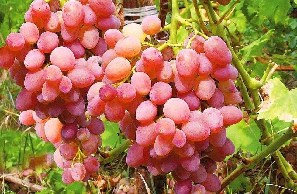 Самые вкусные сорта винограда с фото и описанием: крупные, неприхотливые, зимостойкие, ранние и поздние - почва.нет