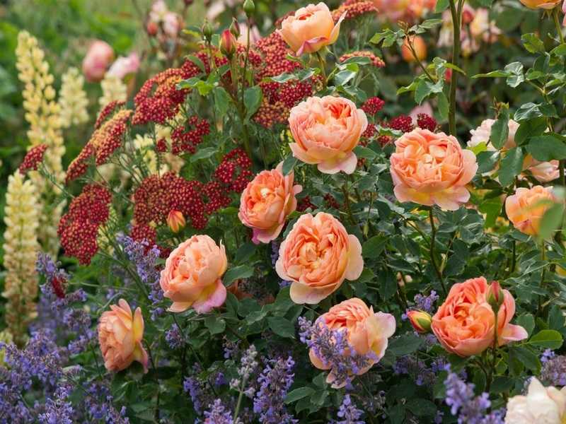 Розы флорибунда: описание сортов, фото, отзывы
