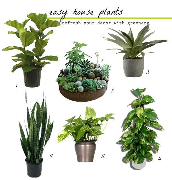 Самые полезные комнатные растения для выращивания в домашних условиях. самые полезные комнатные растения