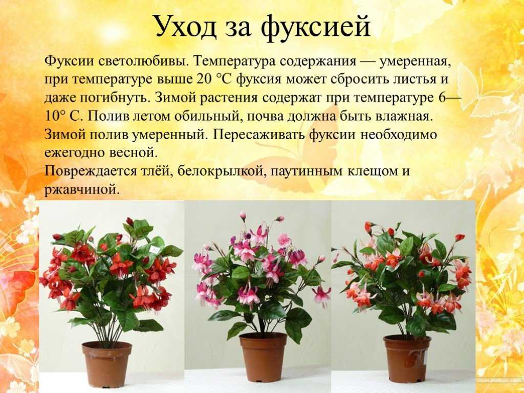 Неприхотливые цветущие комнатные растения (26 фото): какие домашние цветы самые простые в уходе? самые красивые и долгоцветущие цветы