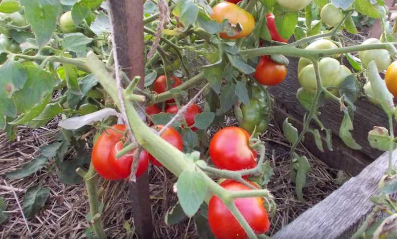 Лучшие сорта томатов для открытого грунта на 2018-2019 годы