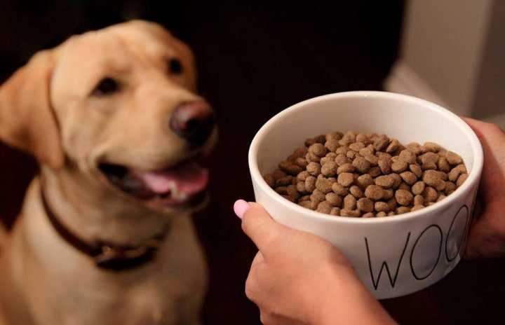 Рейтинг кормов для собак при пищевой аллергии - топ 10 в 2020 году