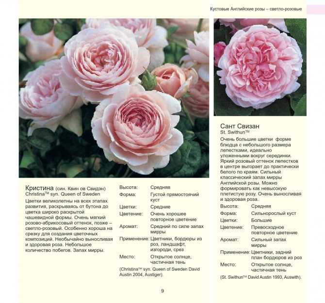 Розы английские лучшие сорта - сад и огород