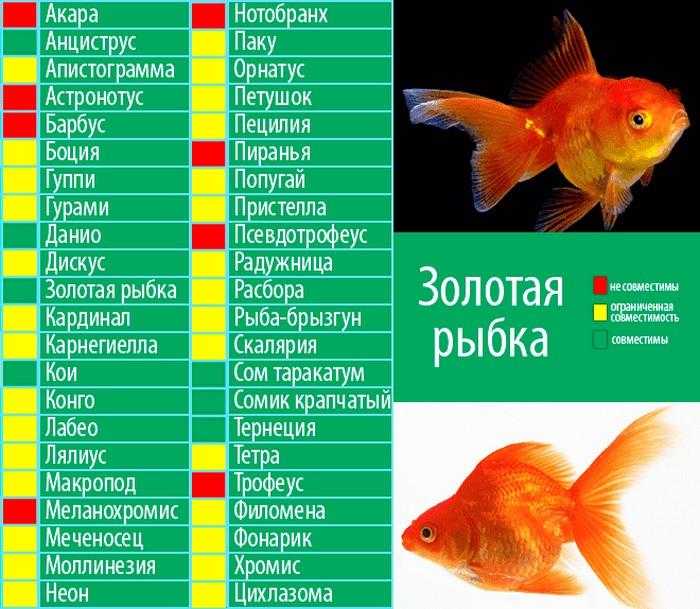 Топ-7 аквариумных рыбок для начинающих: виды, фото, как выбрать?