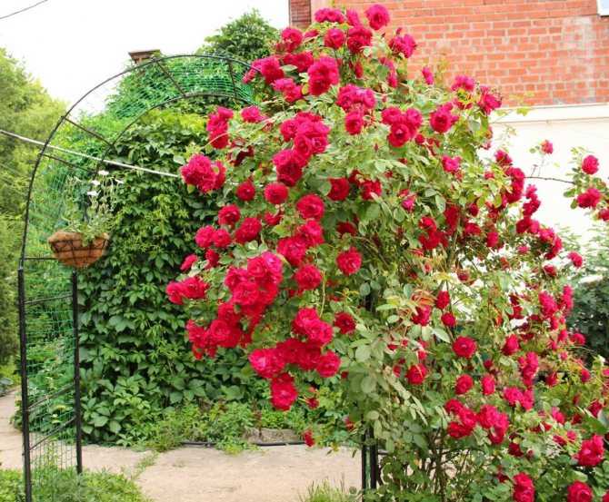 Самые лучшие сорта плетистых роз для выращивания в россии в 2021 года.