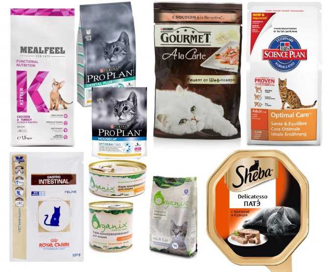 Рейтинг лучших кормов для кошек и котят 2020 года для пушистых любимцев