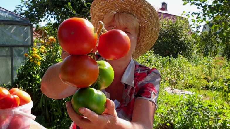 Выбираем ранние сорта томатов для теплицы и открытого грунта: личный опыт на supersadovnik.ru