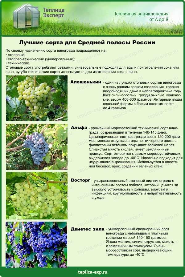 Лучшие неукрывные сорта винограда для московской области