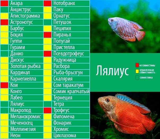 Аквариумные рыбки для начинающих: разновидности с названиями и описанием, особенности разведения рыбы в домашних условиях