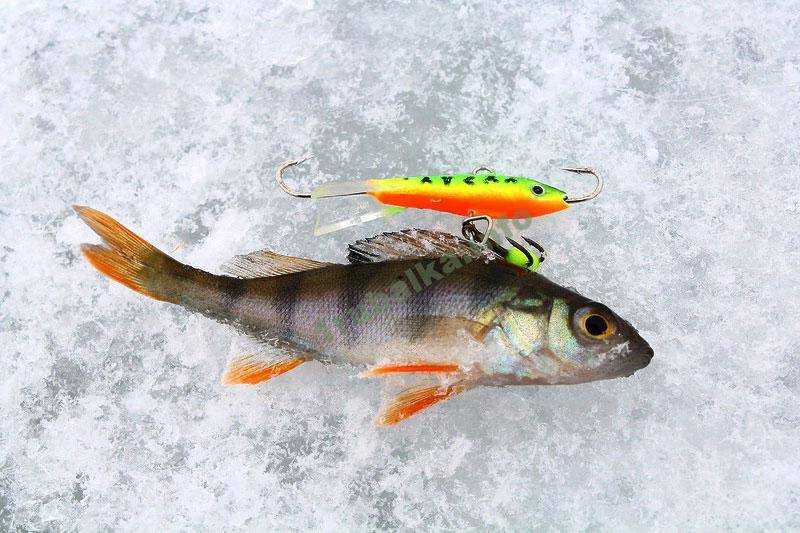 Зимняя рыбалка на окуня на балансир. выбор снасти и основы игры.