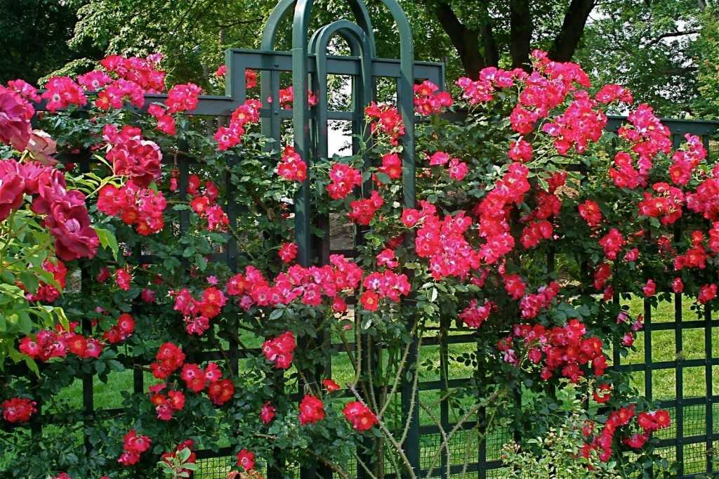 Плетистые розы: описание 20 лучших сортов, посадка и уход, размножение, обрезка | (75 фото & видео) +отзывы