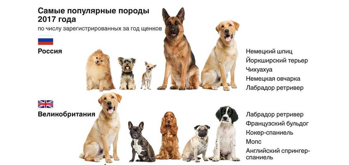 Самые умные собаки в мире
