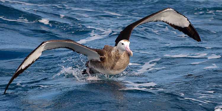 Альбатрос. виды, фото и видео. образ жизни и особенности полета альбатросов