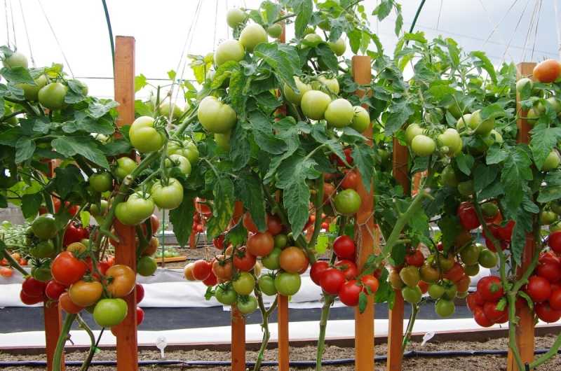 Список лучших сортов помидоров: топ-10 рейтинг с фото, самые вкусные и урожайные, описание для теплиц, для открытого грунта