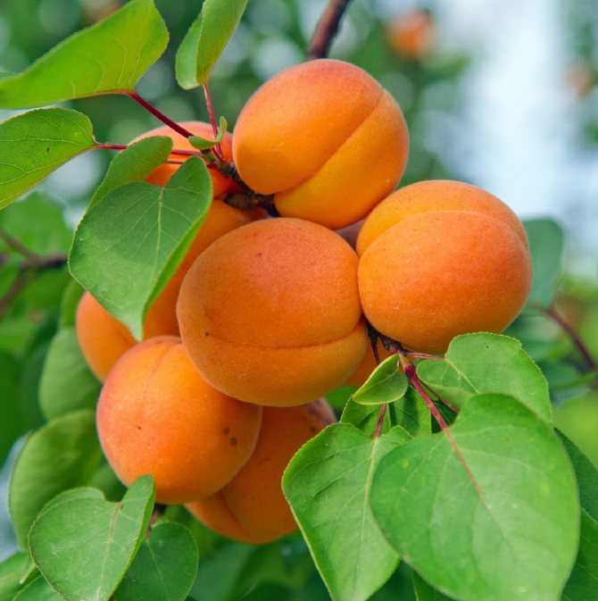 Лучшие сорта абрикосов — характеристики