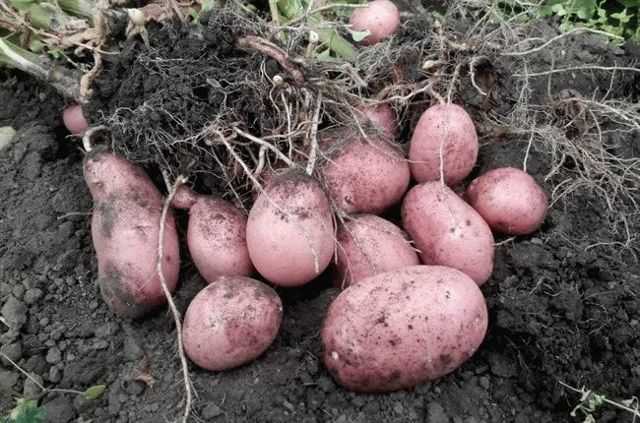 10 самых вкусных сортов картофеля