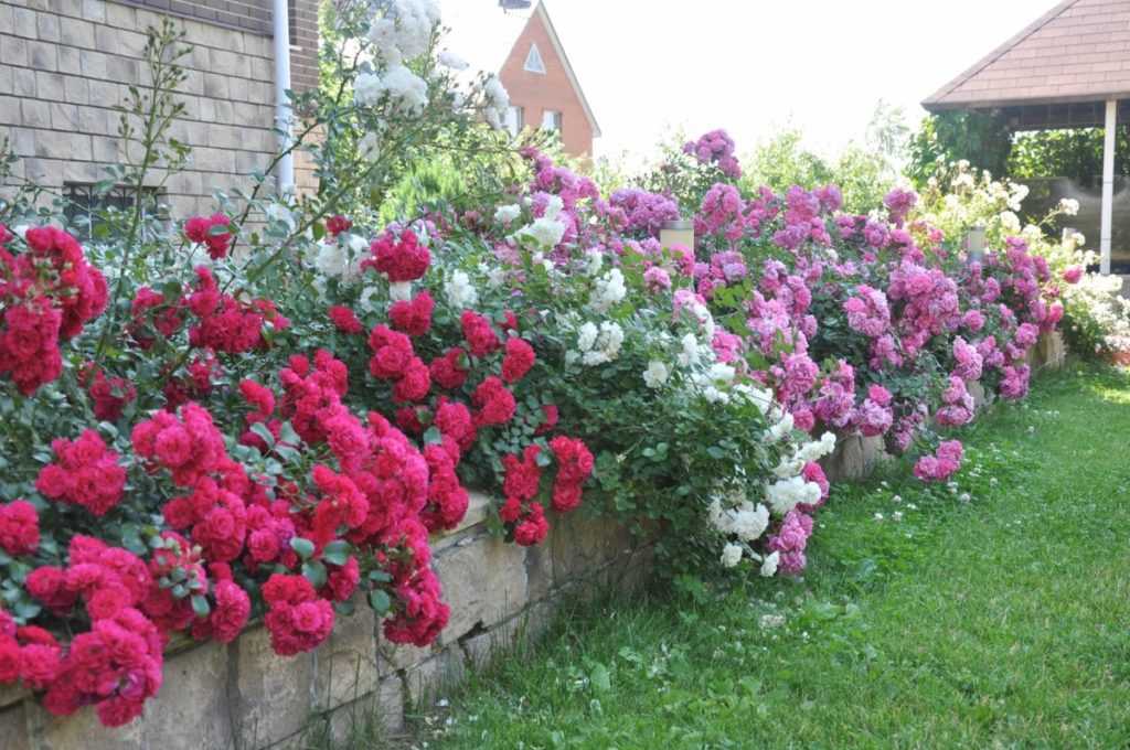 7 самых зимостойких сортов роз для посадки в подмосковье и севернее на supersadovnik.ru