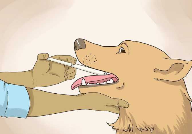 Виды и особенности препаратов для дегельминтизации собак