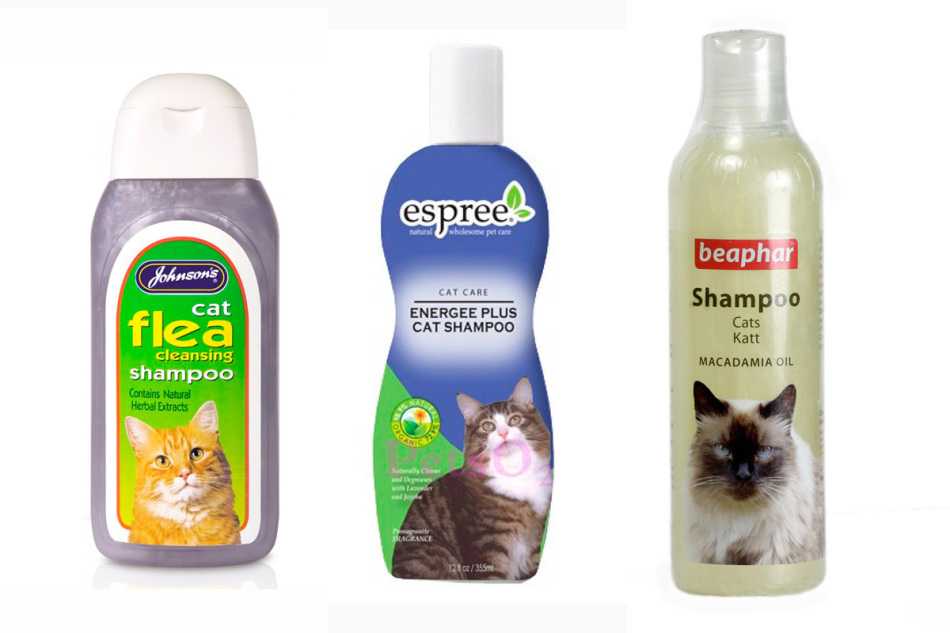 Лучшие шампуни для кошек по мнению экспертов и по отзывам хозяев. Что выбрать среди изобилия средств?