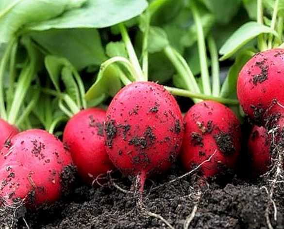 Редис — лучшие сорта семян для открытого грунта и теплиц из поликарбоната