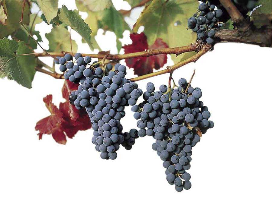 Лучшие сорта винограда