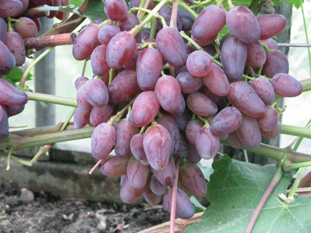 Самый лучший виноград для подмосковья