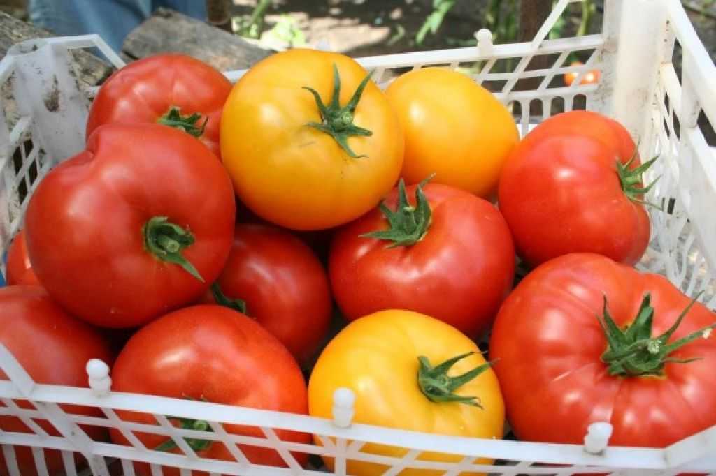 Сорта черных томатов (антоциановых): фото, отзывы, где купить