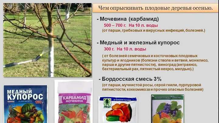 Препараты для весенней обработки плодовых деревьев. правила опрыскивания - райский сад