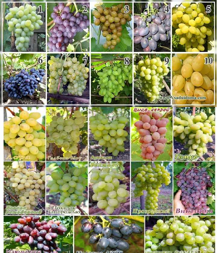 Лучшие сорта винограда - фото, названия и описания (каталог)