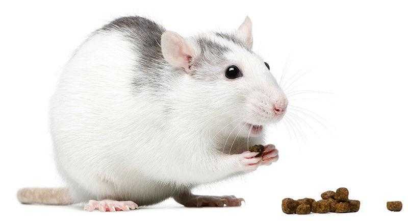 Как выбрать корм для крысы: обзор и рейтинг