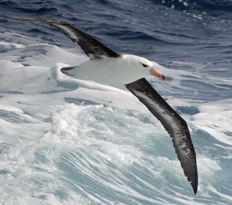 Катамаран альбатрос – обзор парусного катамарана альбатрос, его скорость и инструкция по сборке