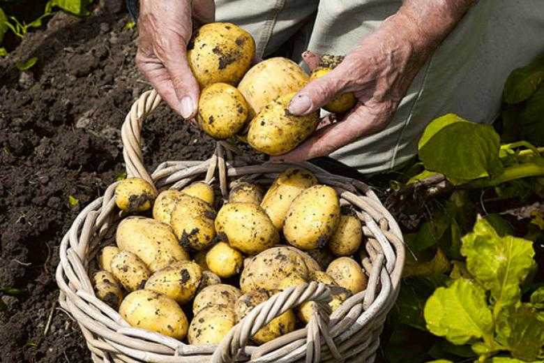 Лучшие сорта картофеля для Подмосковья, средней полосы, северных регионов —  по отзывам садоводов-любителей и экспертов. Описание лучших сортов картошки, фото, отзывы.