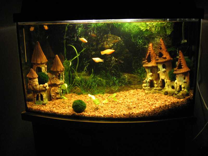 Грунт для аквариума: какой лучше выбрать для растений, натуральный, декоративный и цветной