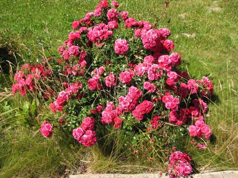 Где купить садовые розы: обзор питомников и лучшие сорта по мнению специалистов