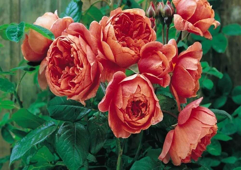 Английские розы: описание, особенности ухода и выращивания