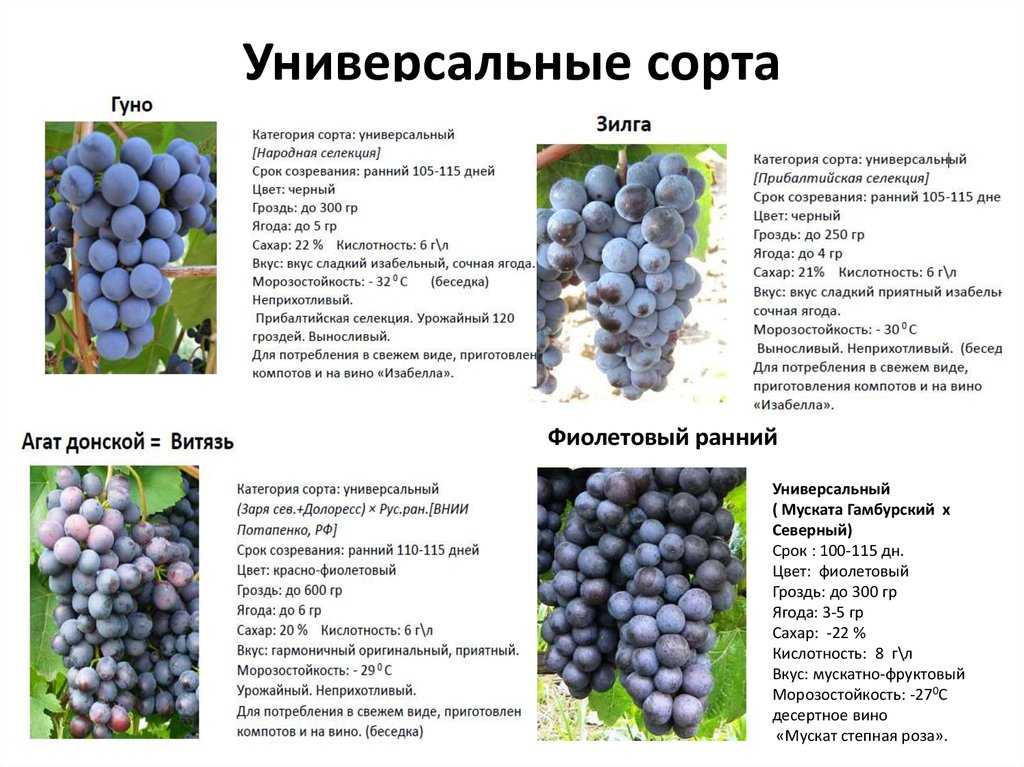 Лучшие сорта винограда для подмосковья и средней полосы россии на supersadovnik.ru