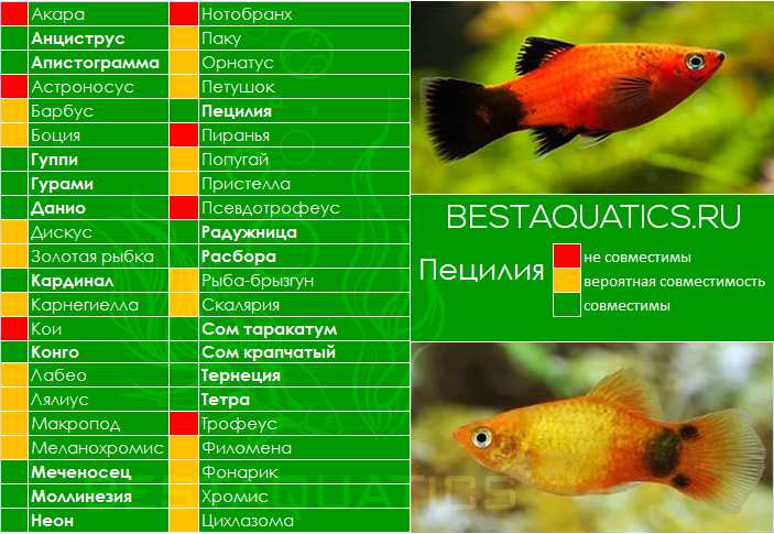 Петухи рыбы совместимость