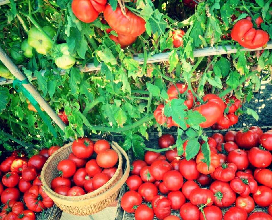 Новые лучшие сорта томатов на 2021 по вкусовым качествам |