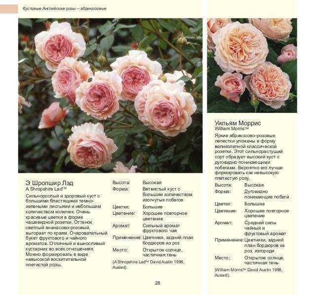 Лучшие английские розы Остина - по отзывам садоводов. Достоинства и недостатки популярных сортов.