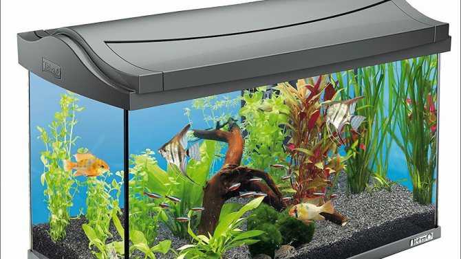Какой лучше подобрать аквариум: как правильно выбрать хороший резервуар для начинающих