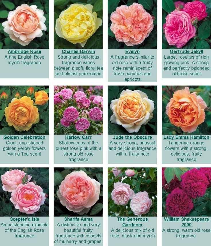 Английские розы дэвида остина: сорта, описание, фото, отзывы