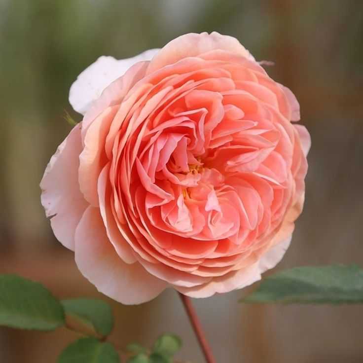 Лучшие английские розы Остина - по отзывам садоводов. Достоинства и недостатки популярных сортов.