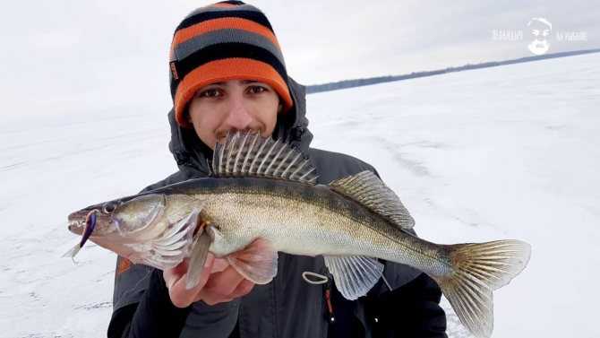 Балансиры на судака для зимней рыбалки: какой лучше и как ловить