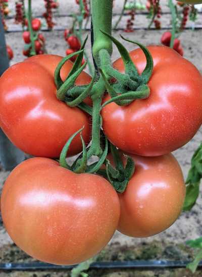 Лучшие кистевые томаты для теплиц и открытого грунта [гроздевые томаты] | сад и огород