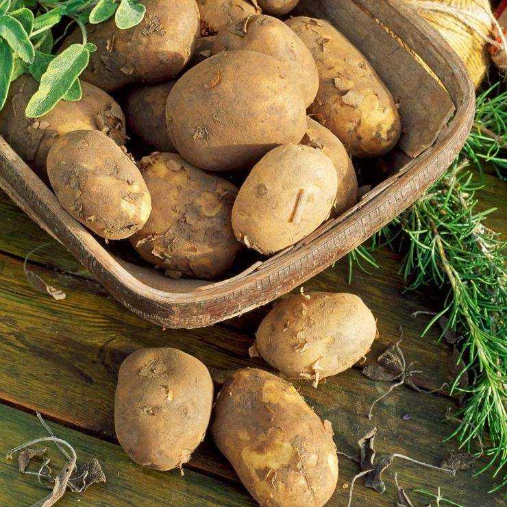 Ранние сорта картофеля с описанием и фото