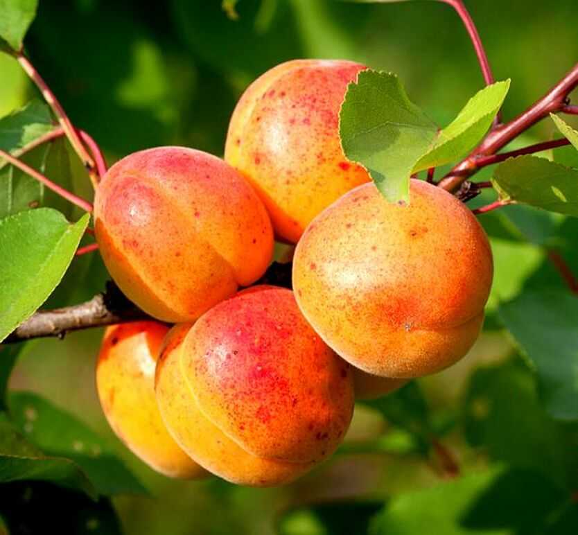 10 лучших сортов абрикосов для подмосковья - рейтинг 2020