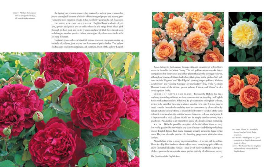 Английские розы дэвида остина: сорта, описание, фото, отзывы