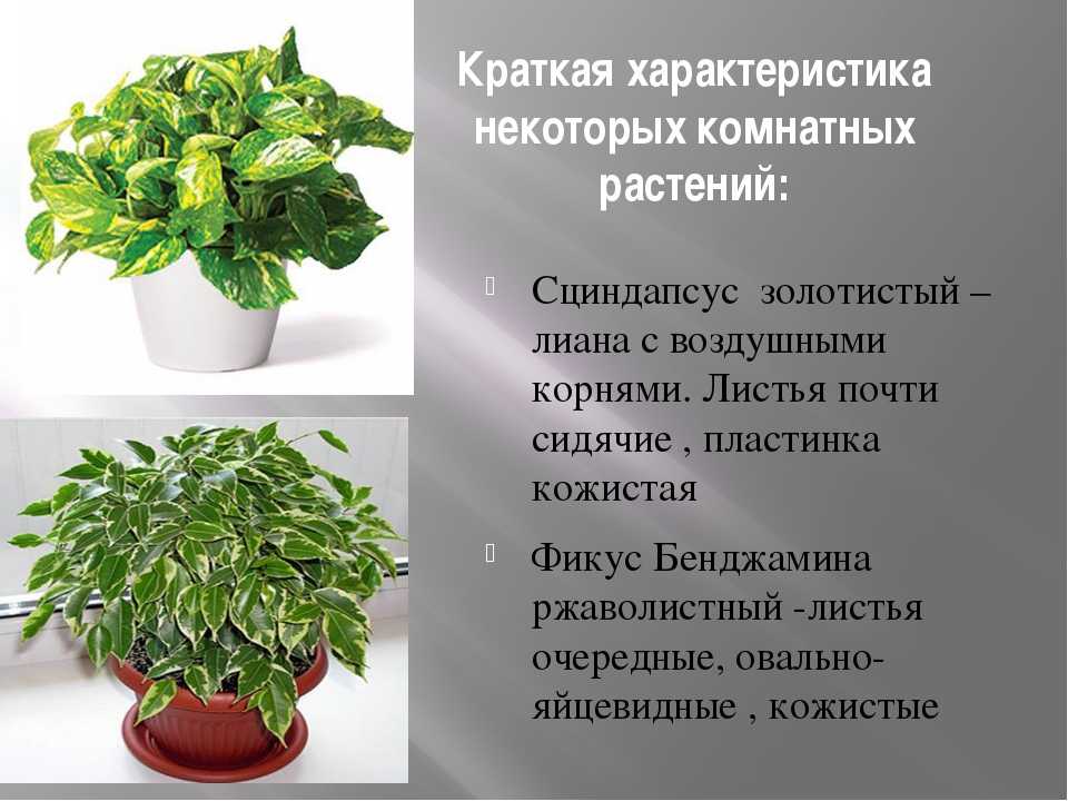 Неприхотливые комнатные растения (42 фото): названия тенелюбивых домашних цветов в горшках, красивые большие и маленькие непривередливые цветы для квартиры
